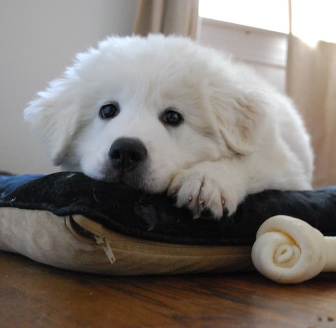 Livestock guard dogs like this Great Pyrenees were bred to be calm around prey.