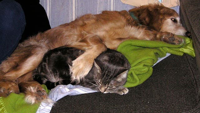 Golden Retrievers are calm and do not have much prey drive.