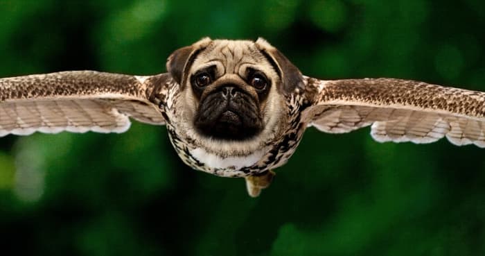 According to Tibetan legend, if you touch an eagle right after it hatches, it will be transformed into a pug dog.