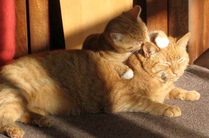 Cats groom to show affection.