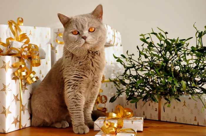 I didn't mean that kind of gift! Silly British Shorthair . . .