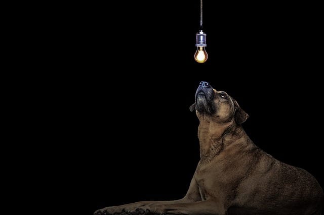 Dog looking at light bulb