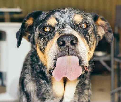 Dogs are prone to licking a variety of surfaces if there is not grass available.