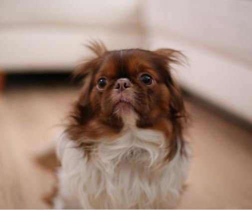 If your dog is gulping, they may be feeling nauseous.