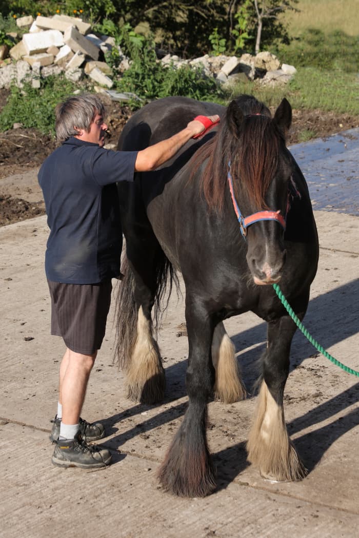 The accumulation of penile debris in some animals, like horses, is an unpleasant aspect of pet ownership.