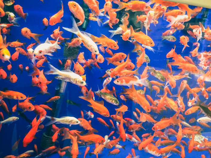 Humans can become ill if they do not exercise care in cleaning fish tanks.