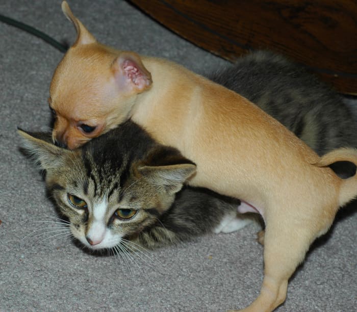 Shedding is a common issue that must be constantly managed by pet owners.