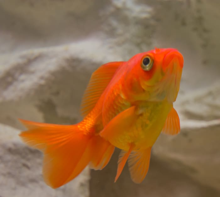 Goldfish can be little rascals in the aquarium. That is why they are sometimes found in a bare bottom tank.