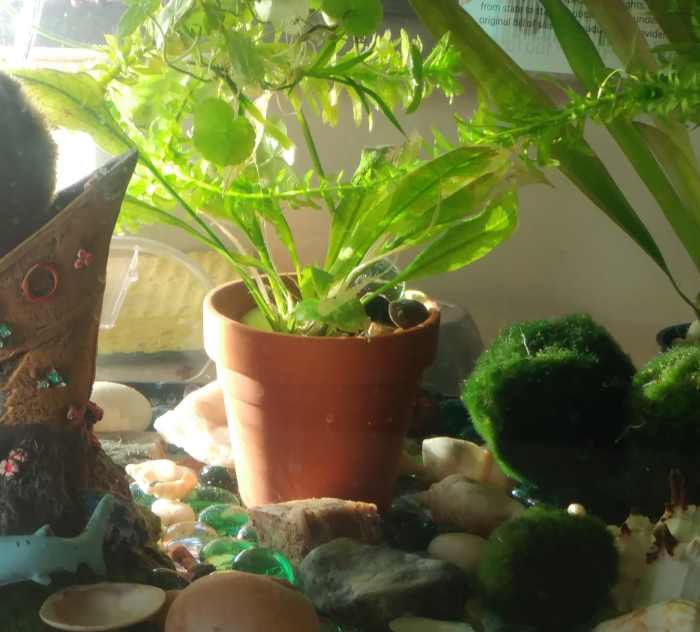 Tips for Keeping a BareBottom Fish Tank PetHelpful