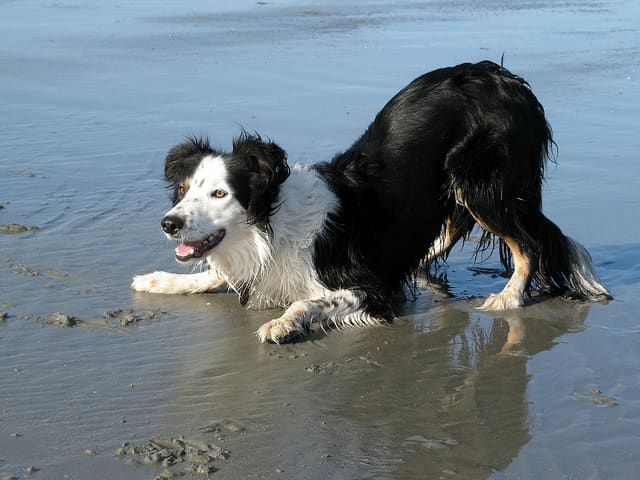 Not all dogs will perform a play bow but you should watch for it.