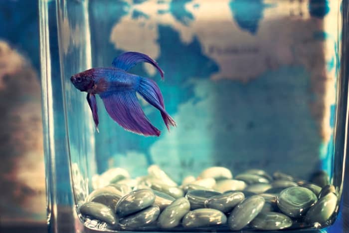 The Siamese Fighter is among the species that are vulnerable to fish TB. They are often kept in small, ornamental vases that cause stress, making them less able to fight off an infection.
