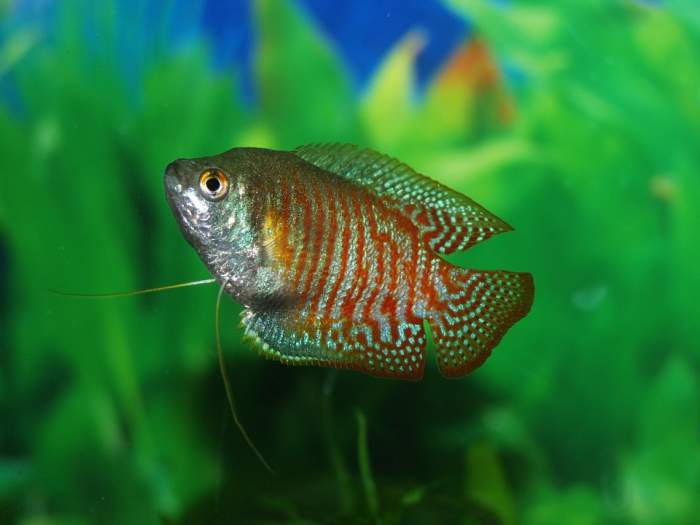 The ever-popular Gouramis also develop the condition.
