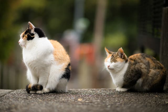 The presence of other animals, even other cats, could cause a cat to stop using its litter box.