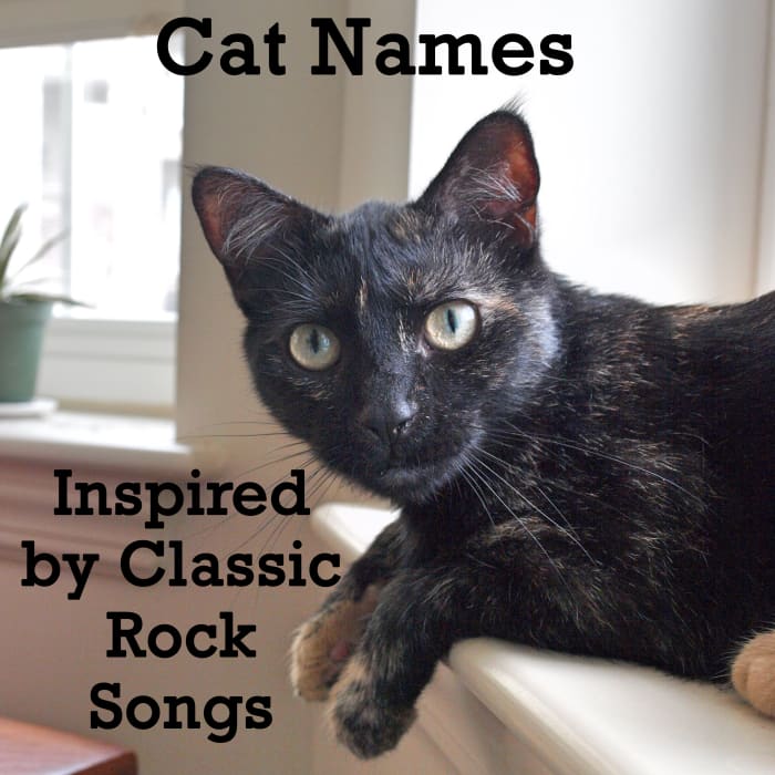 A classic cat deserves a classic rock kind of name. Here's a list to get you inspired.