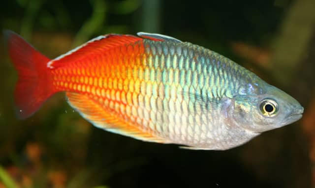 Boeseman’s Rainbowfish