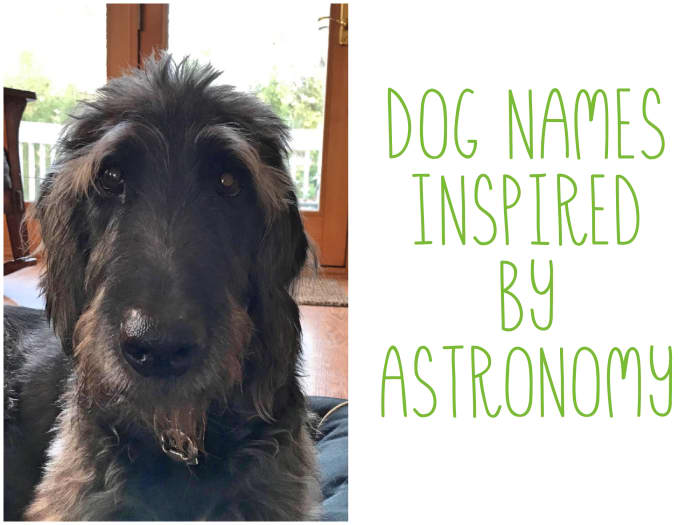 the-ultimate-list-of-225-celestial-dog-names-pethelpful