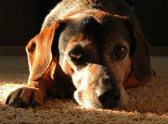 Different dogs process loss in different ways. Some may become lethargic while others might appear agitated.