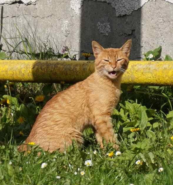 Why Is My Cat Panting? PetHelpful