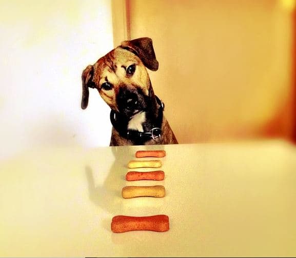 A Dog's Dream Come True!