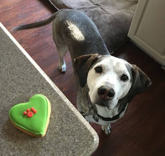 Reward your dog by rushing together to go grab a cookie over the counter.