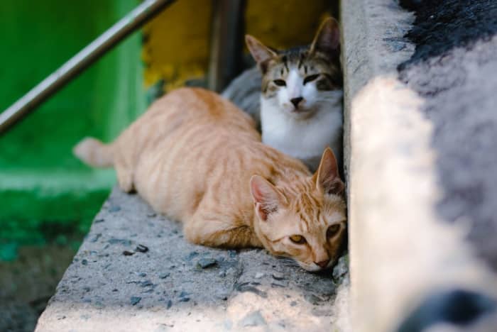 When feral cats realize somebody cares for them, it's not unusual for them to hang around the house as semi-pets.