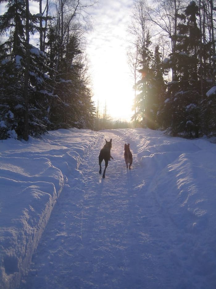 All dogs, large and small, love to run. They are specially adapted for a wide range of conditions from desert heat to freezing snow