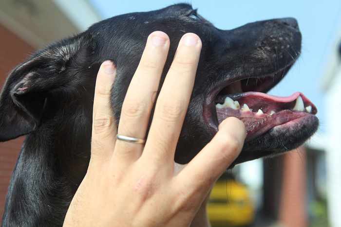 You can also test for dehydration with a capillary refill check. Press your finger on the dog's gums, then let go. If the pink color comes back immediately, all's well. If it stays white, your dog may be dehydrated.
