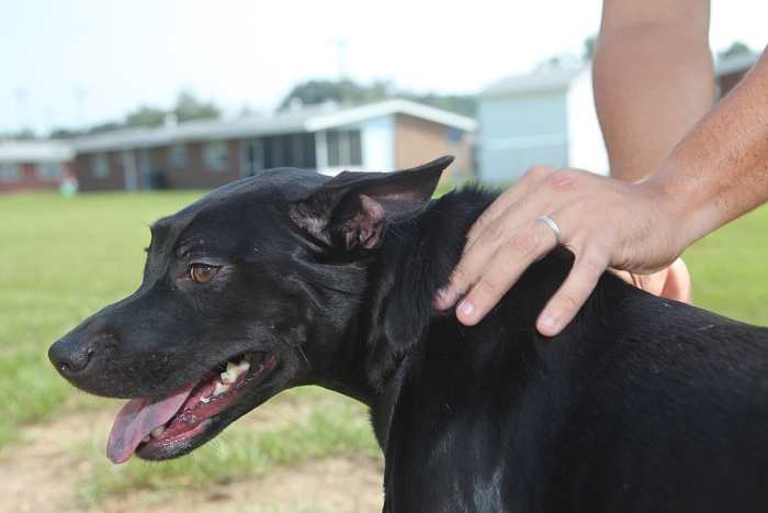 Rubbing a dog's neck hair the wrong way is a quick test for dehydration. If it stays up after rubbing, the dog may be dehydrated.