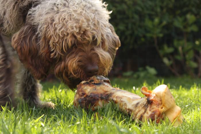 A marrow bone can be a good occasional treat for an adult dog, helping to keep his gums and teeth healthy, and keep him occupied