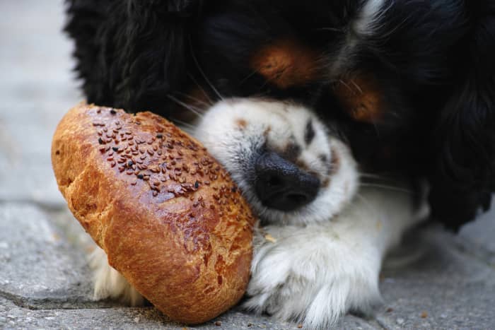 Table scraps and leftovers can harm your dog. Bread, chocolate, sugary food, and cheese should always be avoided