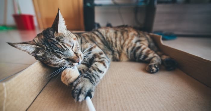 Cat games needn't be complicated. Many felines like spontaneous games or even just playing inside a box.
