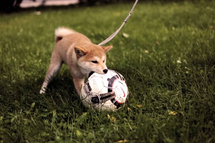 Make it about the dog's enjoyment and your observation; let it play as it wants, walk and do what it wants, and all you have to do is savour its happiness.