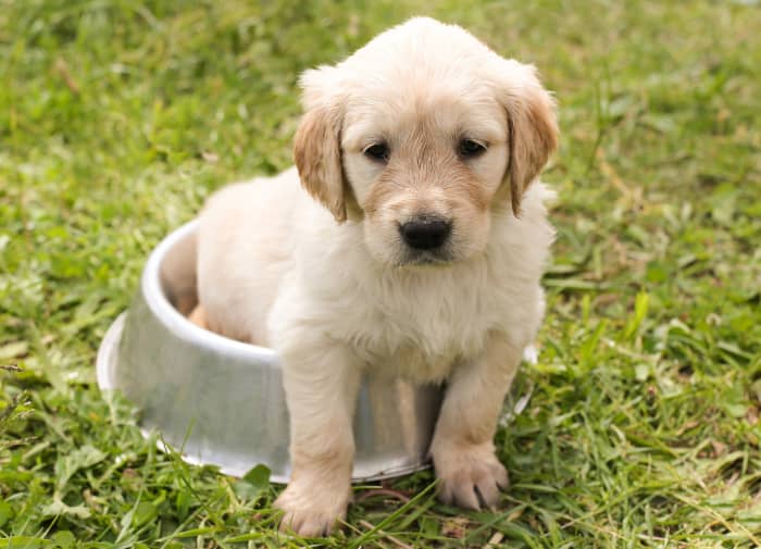 Dogs' dietary needs change with different life stages. This little puppy will need more frequent feeding now than when he's an adult dog.
