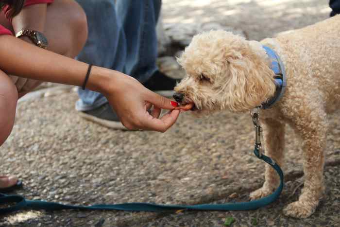 An occasional treat does no harm, and can be a useful training aid, but it's best to choose a healthy snack recommended by a vet or qualified pet nutritionist.