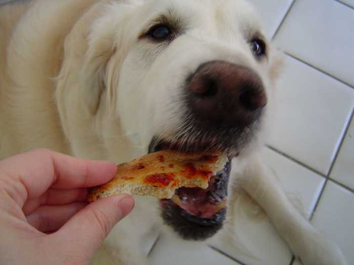 While those doleful eyes may be hard to resist, it's best not to feed table scraps to your dog as "human foods" can harm his health.