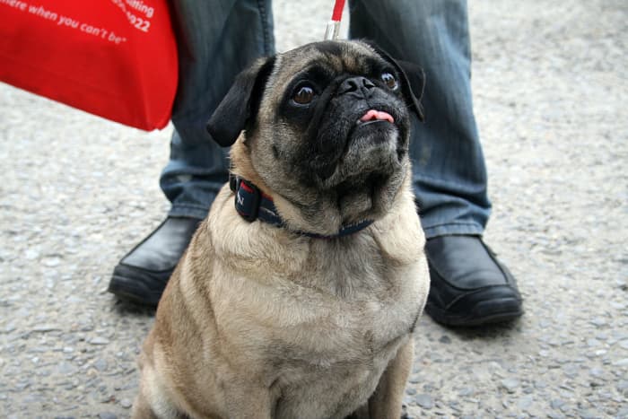 This aging pug is clearly overweight. As your dog gets older and less active, you may need to reduce the amount and frequency of feeds. If in doubt, always ask a vet for advice.