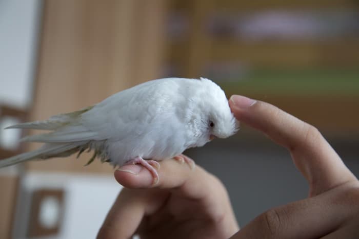 There is no reason why an albino parakeet cannot enjoy human interaction.  The best way to tame a parakeet is with gentleness and slow movements.