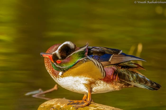 Like all ducks (I assume), wood ducks are able to get into the most uncomfortable-looking positions.