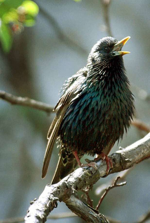 Starlings post a real threat to wood ducks. The female will build her nest on top of the one built by the wood duck, essentially taking over the nesting area. When the wood duck hen tries to return to her nest, she is often physically attacked.