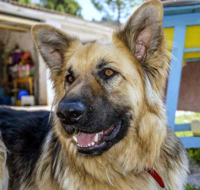 German Shepherd Coat Care and Grooming Tips PetHelpful