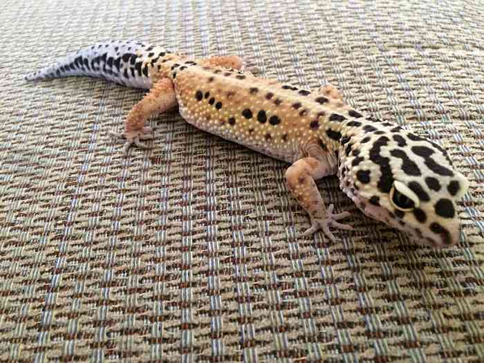 150+ Cute and Funny Names for Your Pet Lizard PetHelpful