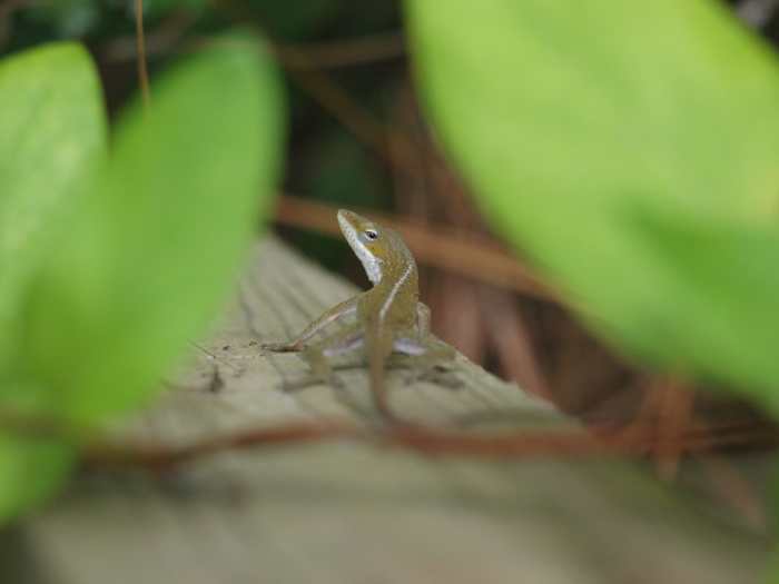 150+ Cute and Funny Names for Your Pet Lizard PetHelpful