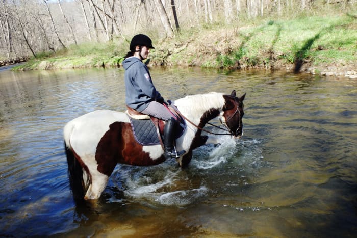 This is Buddy. He is now fully retired from work because of pain in his front feet that we haven't been able to find a way to remedy. He had a long career as an event and dressage pony.