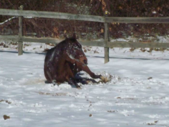 Если ваша лошадь может без проблем резвиться на снегу, то, вероятно, ей не нужна попона. 