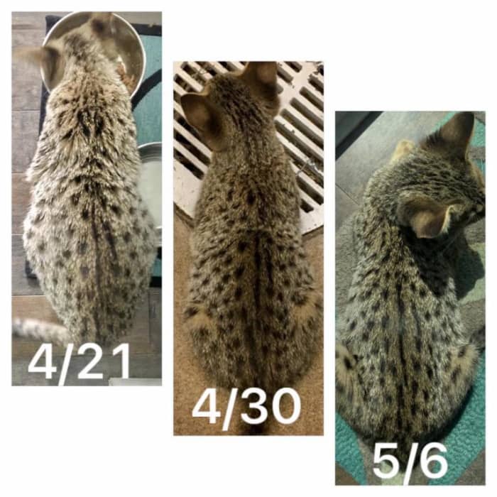 Left: Fishbelly, dull, pale coat, piloerection. Middle: five days into the treatment. Right: Abdominal distention rapidly nearly resolved.