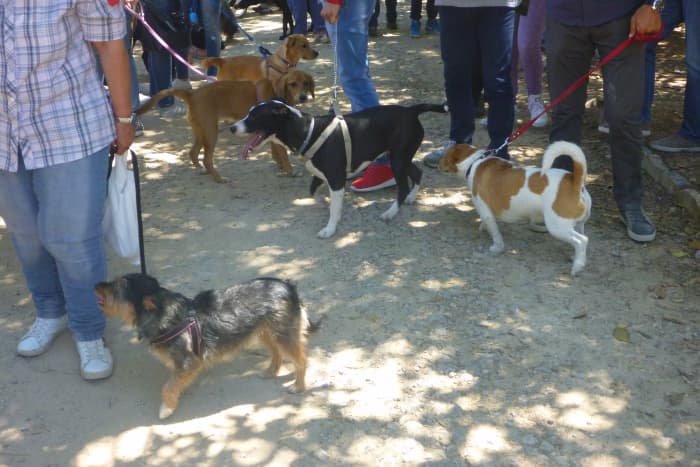Coaching dog owners to train dogs to heel despite distractions of other dogs in the background. Group classes are great for this!