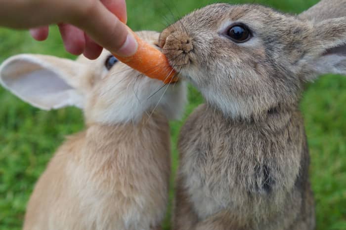 Эти удивительные питомцы нуждаются в ежедневном общении с другими кроликами или со своим хозяином. 