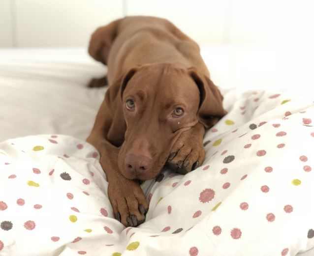 Should Dogs Be Allowed to Sleep in Your Bed? All You Need to Know