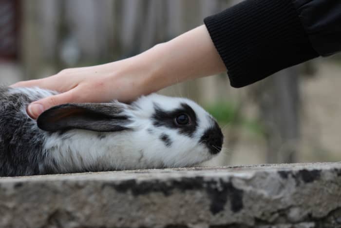 The rabbit willing, lavish a little attention on him or her. This tests the animal's temperament and could be enjoyable for both of you.