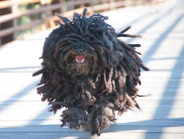 The Puli is backyard-sized but willing to work on a farm of any size.